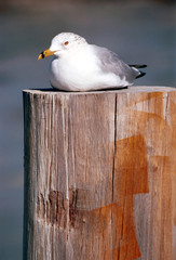 seagull on post
