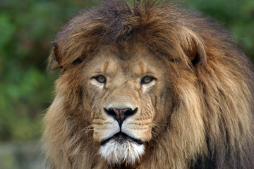 Obraz na płótnie Canvas lion face