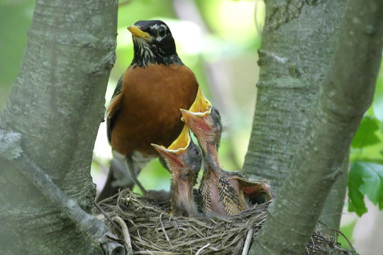 robin with two babies