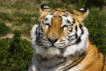 Fototapeta na wymiar tiger odpoczynku