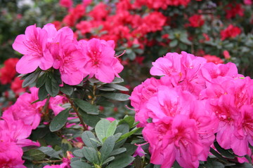 azalea rhododendron