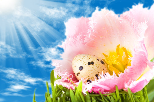 easter eggs in flower of pink tulip under a bright