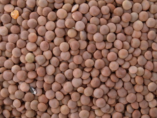 braune linsen nah aufnahme
