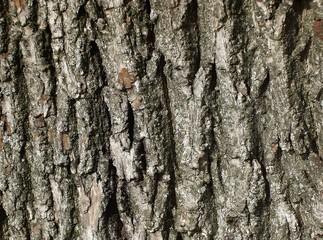 texture of  on old tree.