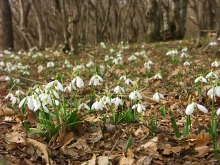 snowdrops-6