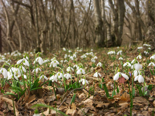 Obraz premium snowdrops-7