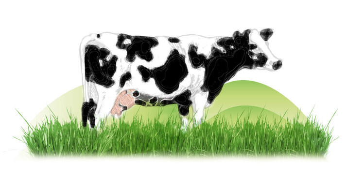 cow
