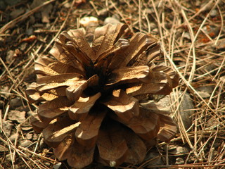 pine cone