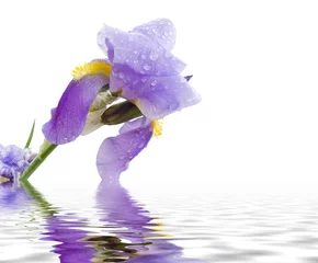 Papier Peint photo Lavable Iris iris and pond