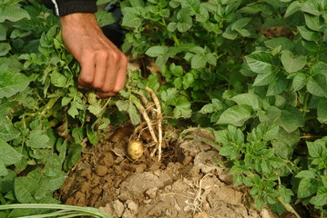 pulling a root
