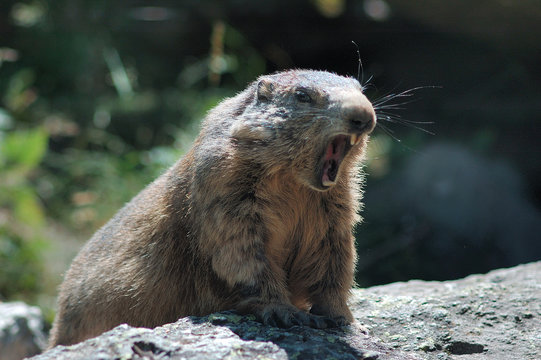 marmotte