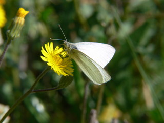 jaune et blanc