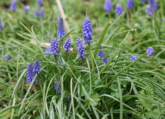 ajuga