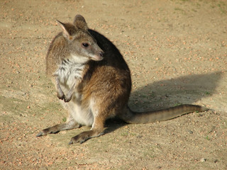 wallaby