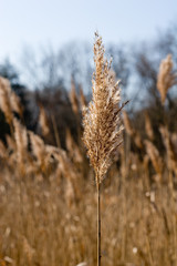 Fototapeta premium bulrush in the sunlight