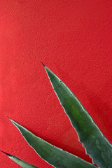 agave abstract