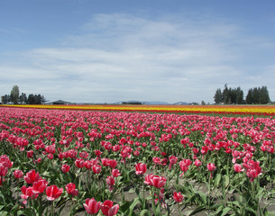 tulip field with cloudy sky