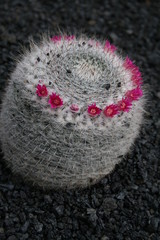 blossoming cactus,