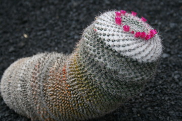 blossoming cactus,