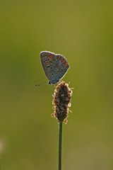 papillon