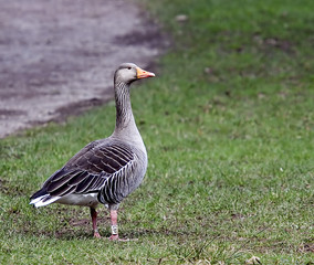 Obraz na płótnie Canvas greylag goose