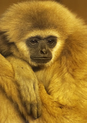 sad ape