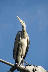 reiher