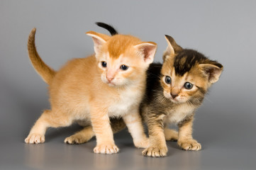 kittens of abyssinian breed