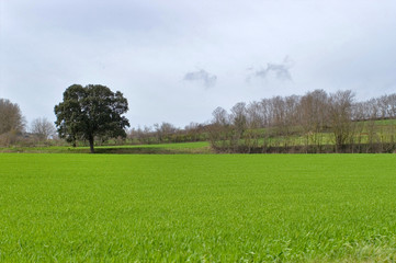 le pré vert