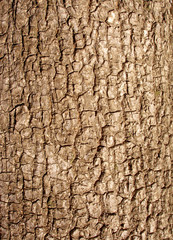 bark of tree