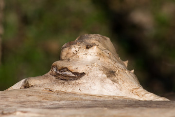 gnom 01