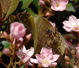 spider kills honeybee