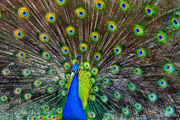 Wall murals Peacock blue peacock