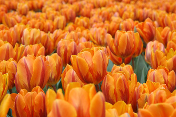 orange tulips
