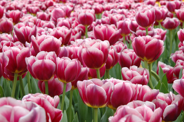 Fototapeta premium mixed color tulips