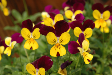 purple-yellow pansies