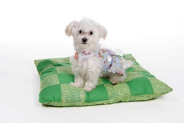 maltese puppy on a pillow