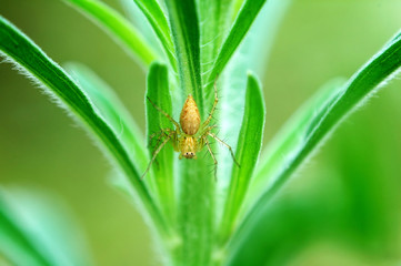 lynx spider on plant