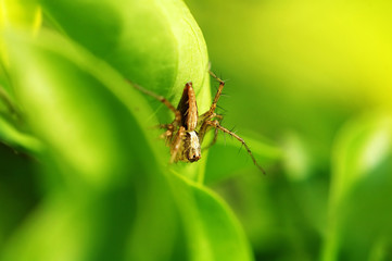 hiding lynx spider