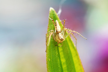 lynx spider on leaf tip