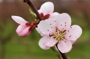 blooming peach tree