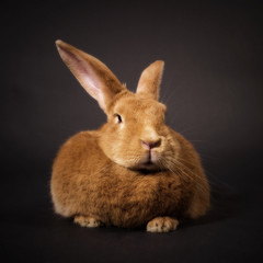 Fototapeta premium ben, the rabbit