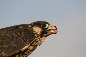 falcon