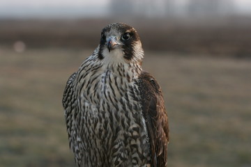 falcon