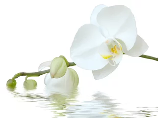 Deurstickers Orchidee witte orchidee