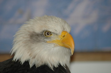 bald eagle