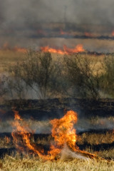 burning field