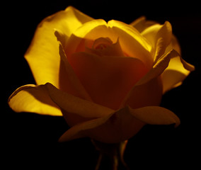  A single yellow rose highlighted against a dark background, with light accentuating its delicate petals.