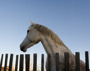 horse