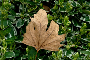 leaf